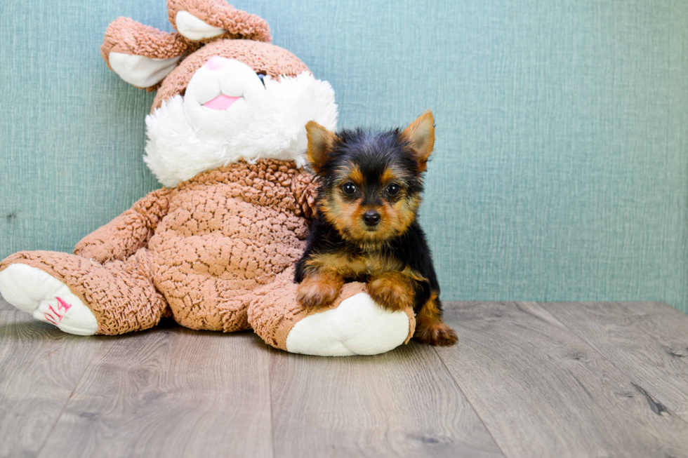 Meet Steph - our Yorkshire Terrier Puppy Photo 