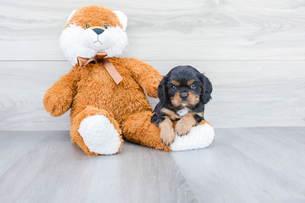 Cavalier King Charles Spaniel Pup Being Cute