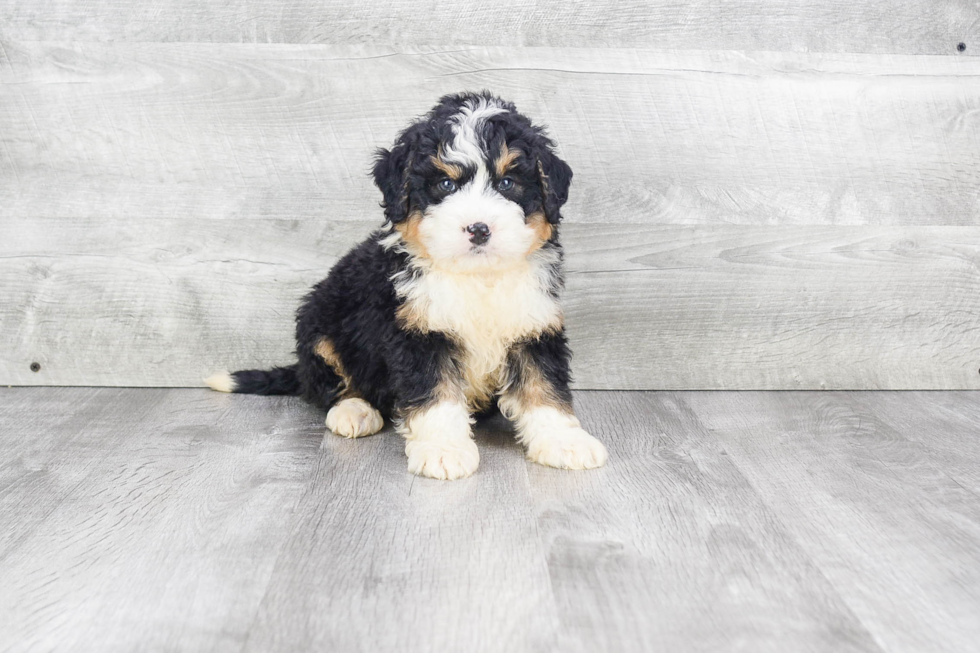 Mini Bernedoodle Puppy for Adoption