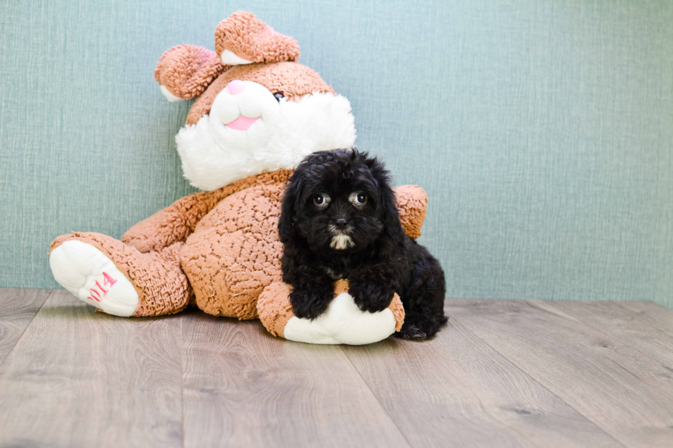 Cavapoo Pup Being Cute