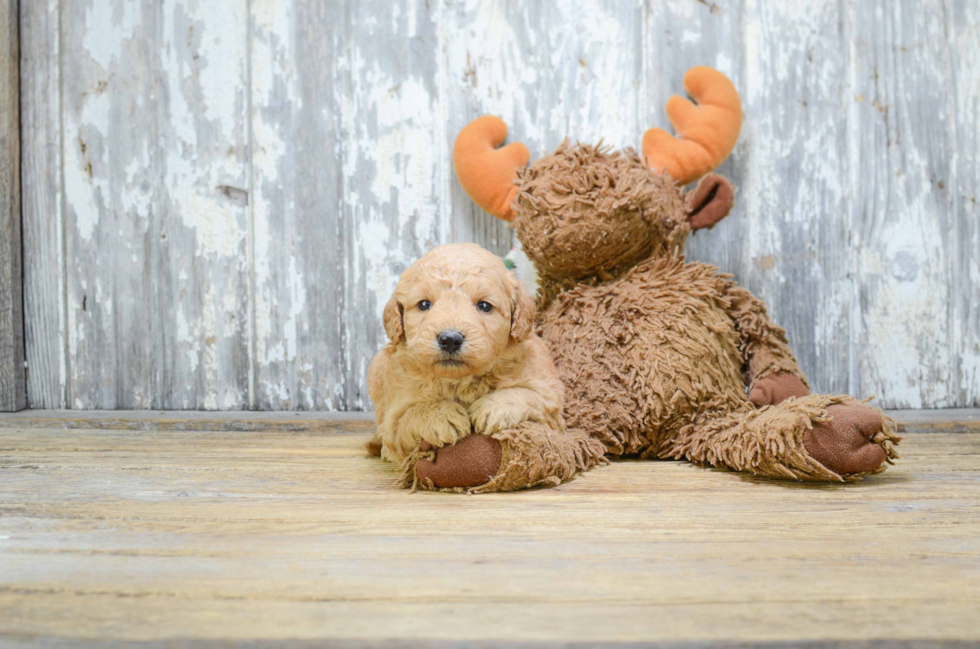 Mini Goldendoodle Pup Being Cute