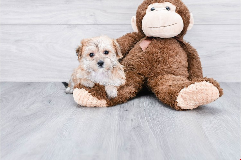 Morkie Puppy for Adoption