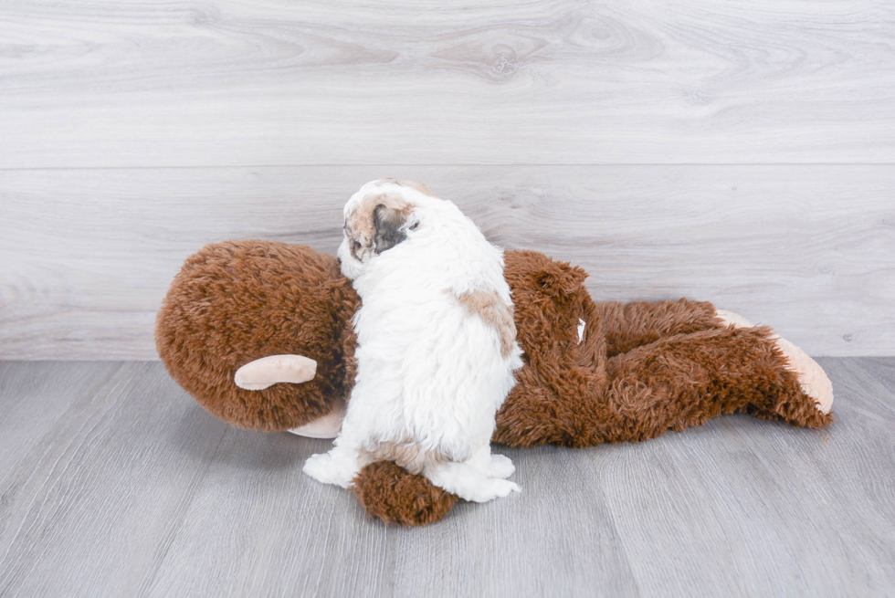 Maltipoo Pup Being Cute