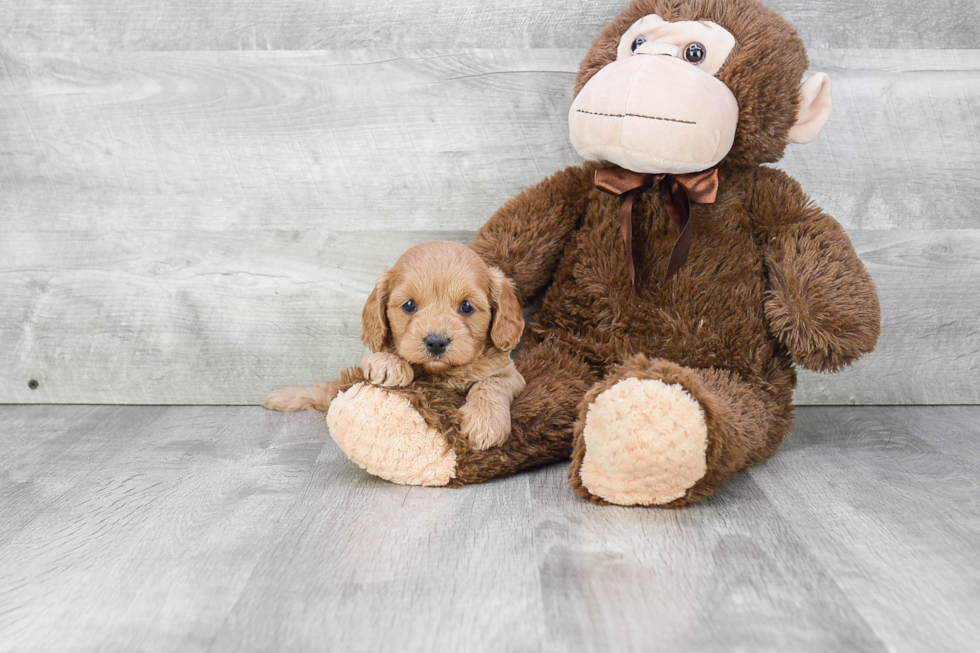 Playful Cavoodle Poodle Mix Puppy