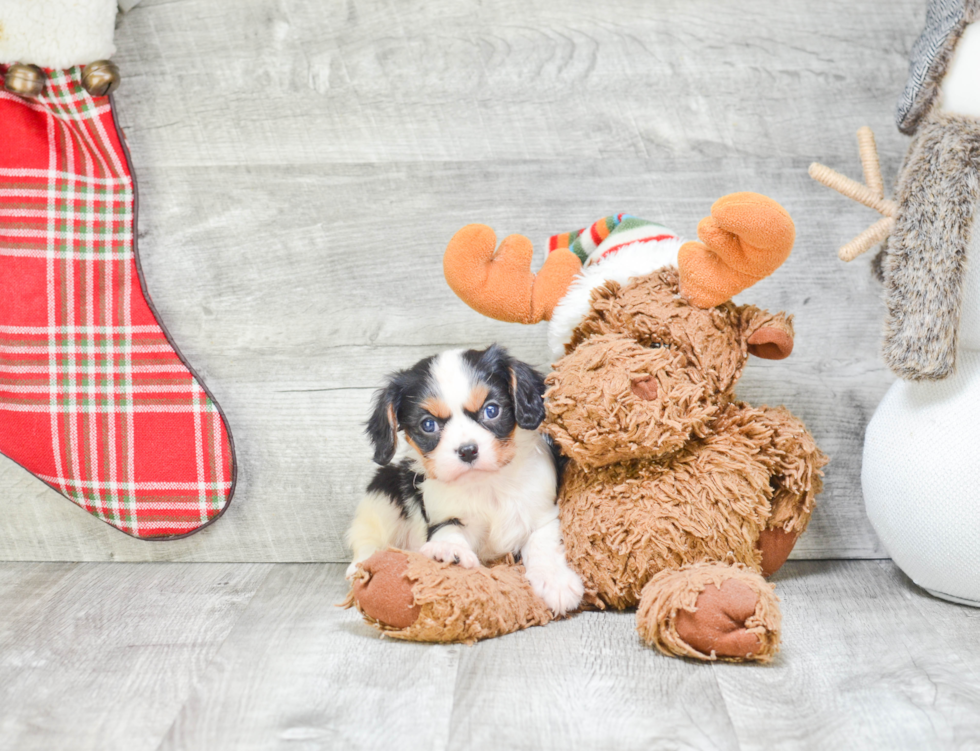 Adorable Cavalier King Charles Spaniel Purebred Puppy