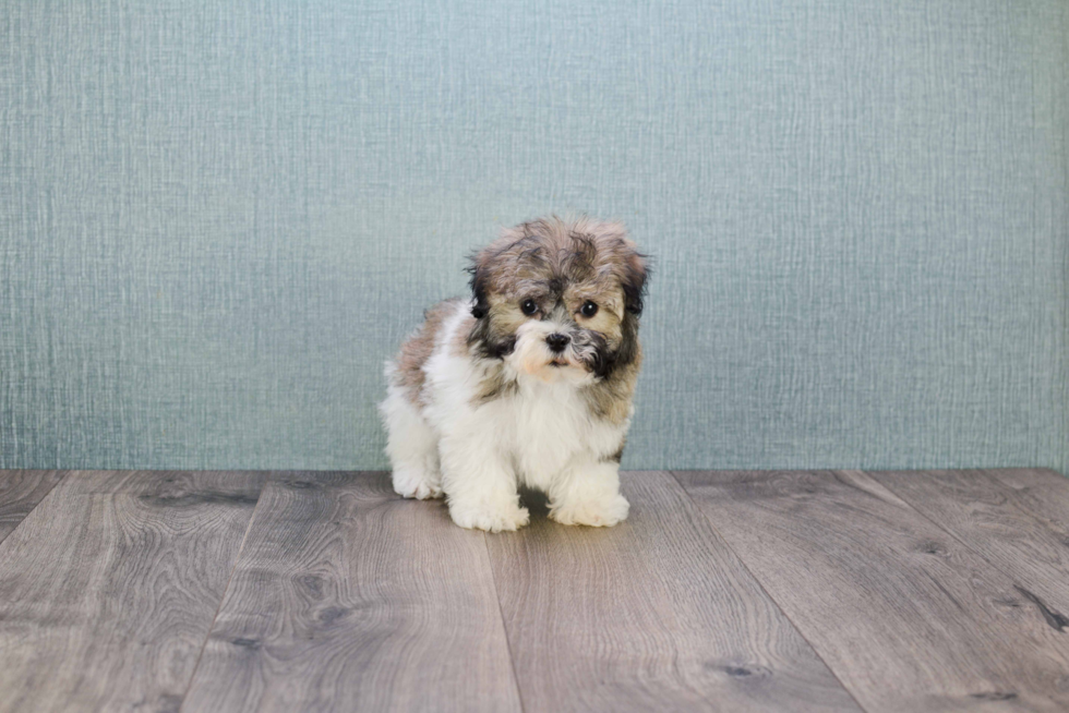 Havanese Pup Being Cute