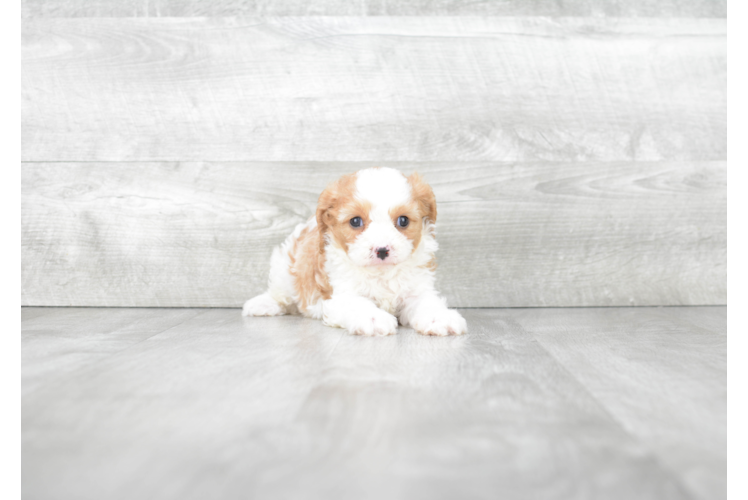 Adorable Cavoodle Poodle Mix Puppy