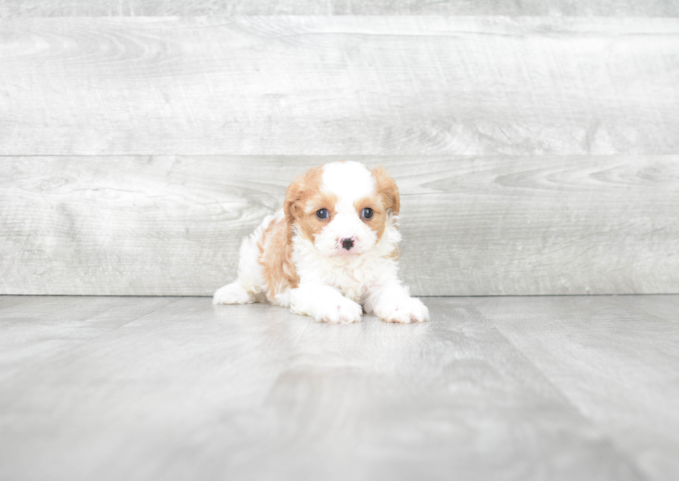 Adorable Cavoodle Poodle Mix Puppy