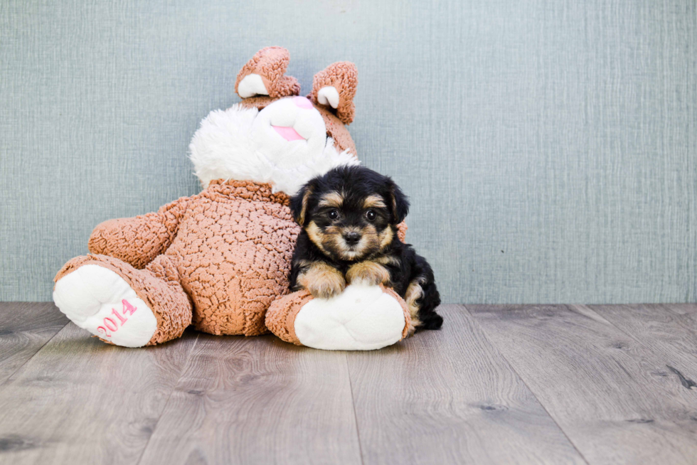 Energetic Yorkie Designer Puppy