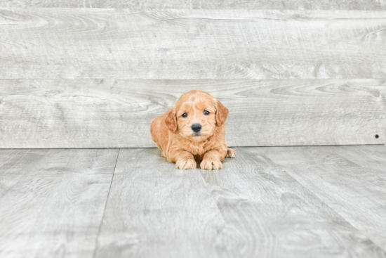 Hypoallergenic Golden Retriever Poodle Mix Puppy