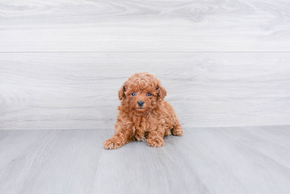 Maltipoo Puppy for Adoption