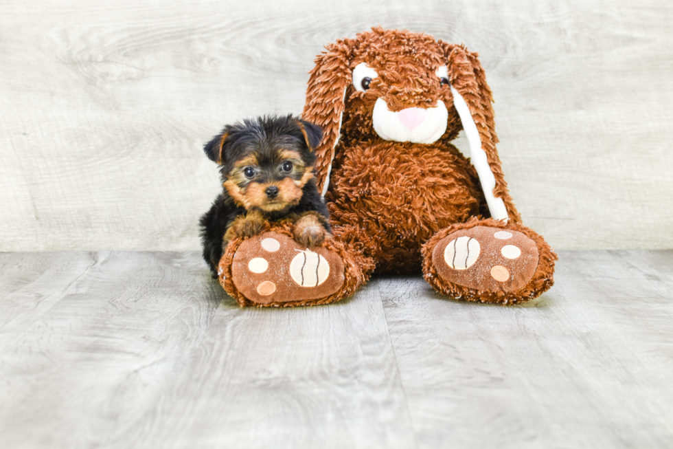 Meet Twinkle - our Yorkshire Terrier Puppy Photo 