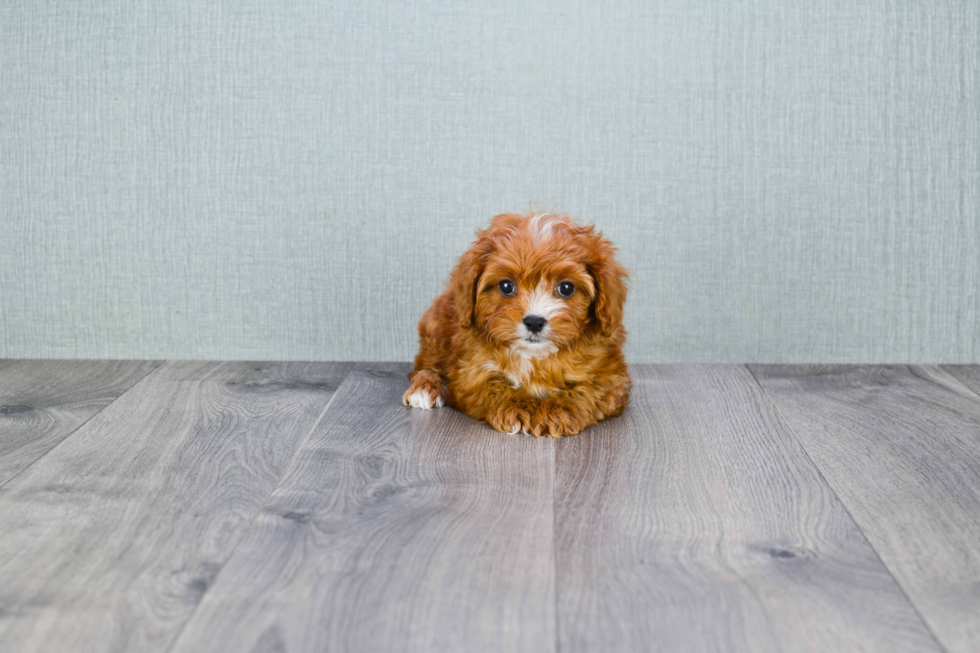 Cavapoo Pup Being Cute