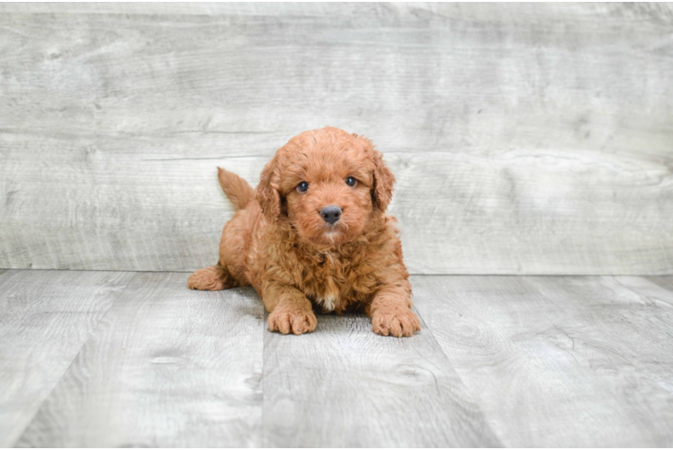 Hypoallergenic Golden Retriever Poodle Mix Puppy