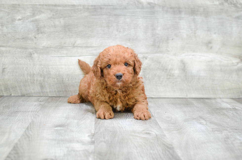 Hypoallergenic Golden Retriever Poodle Mix Puppy