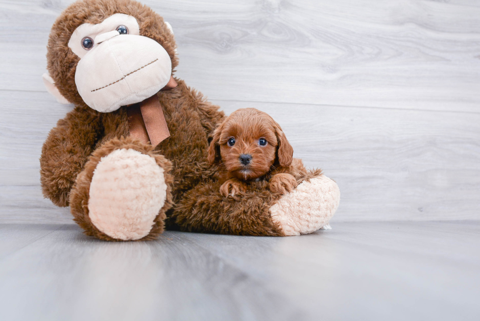 Best Cavapoo Baby