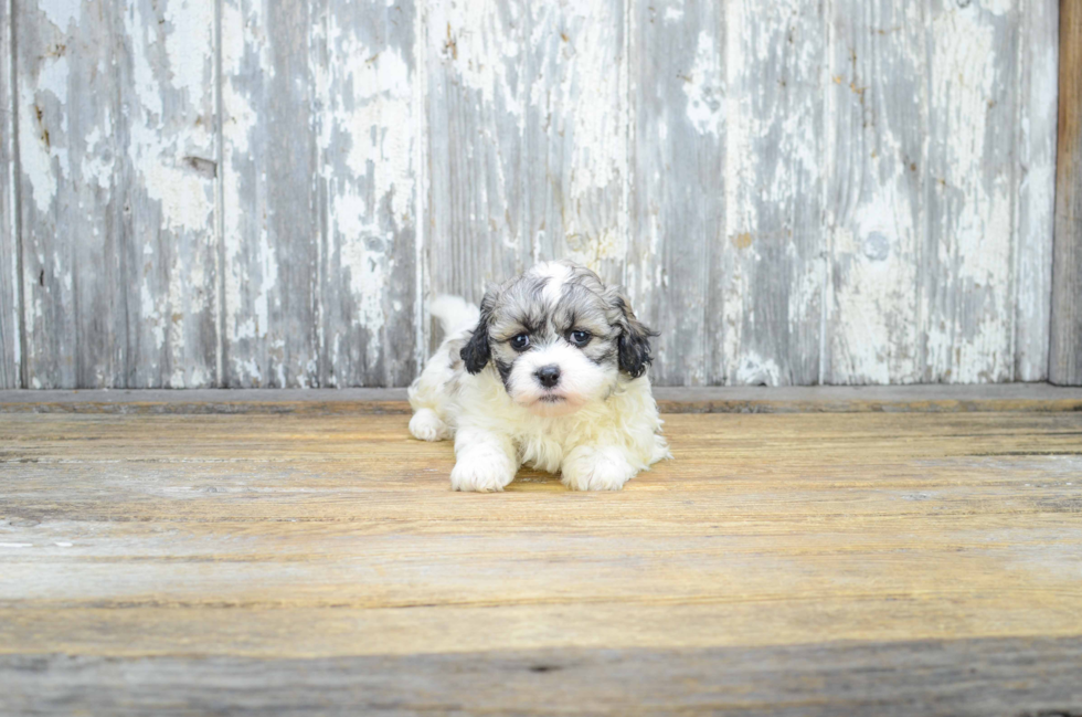 Cute Teddy Bear Baby