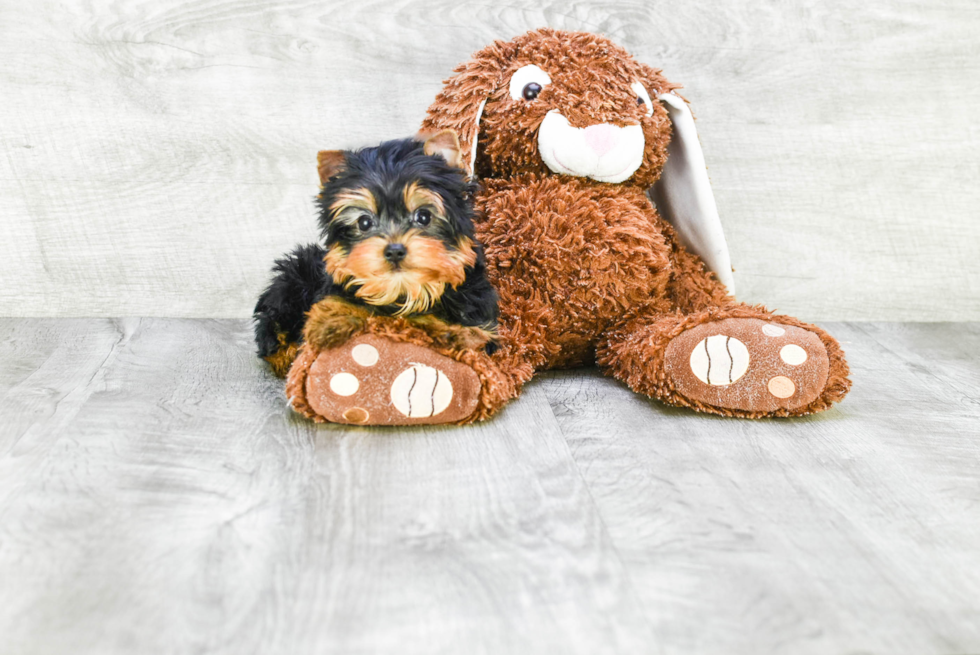 Meet Rascal - our Yorkshire Terrier Puppy Photo 