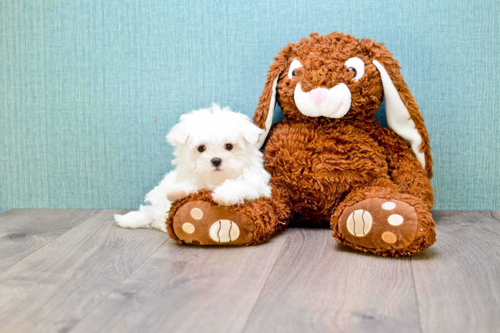 Maltese Pup Being Cute