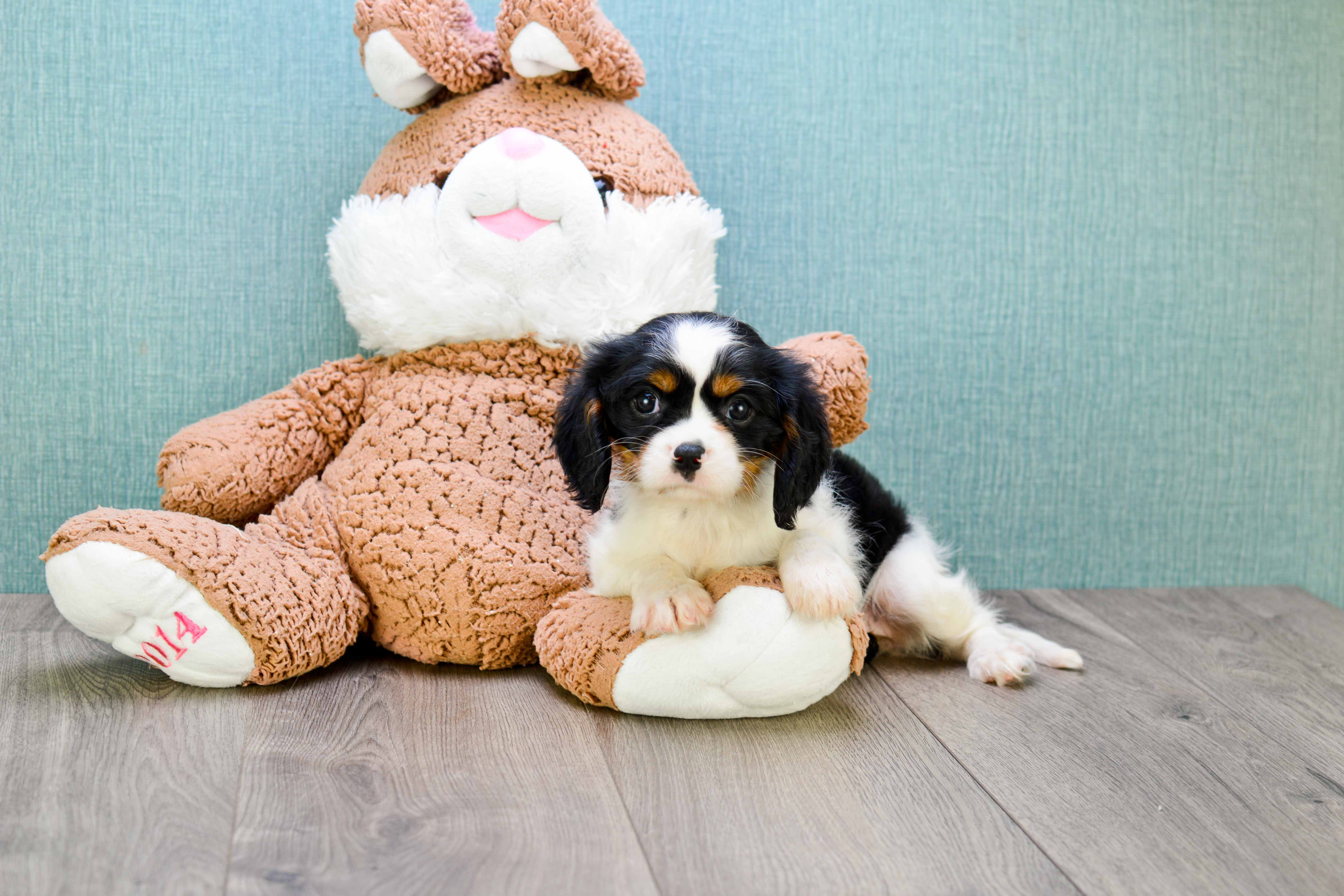 Best Cavalier King Charles Spaniel Baby