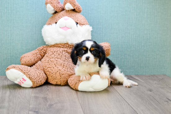 Best Cavalier King Charles Spaniel Baby