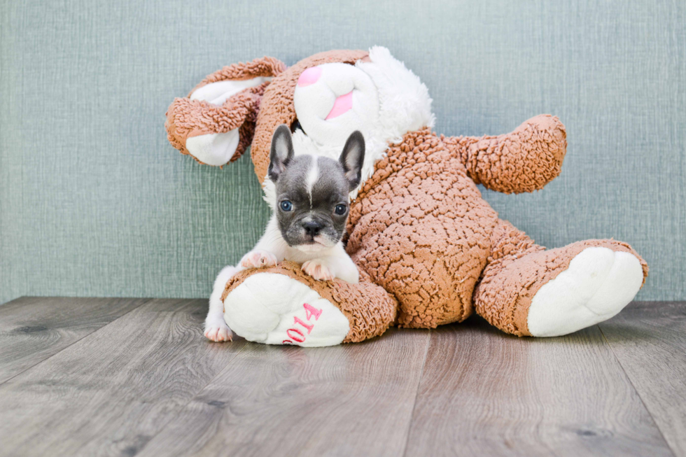 Little French Bulldog Purebred Pup