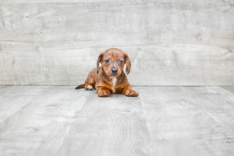 Dachshund Pup Being Cute