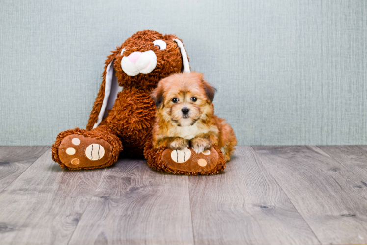 Playful Yorkie Designer Puppy