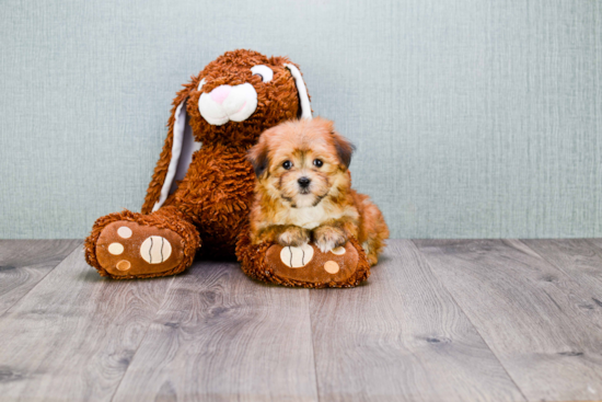 Playful Yorkie Designer Puppy