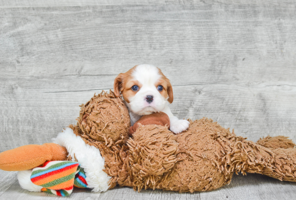 Little Cavalier King Charles Spaniel Baby