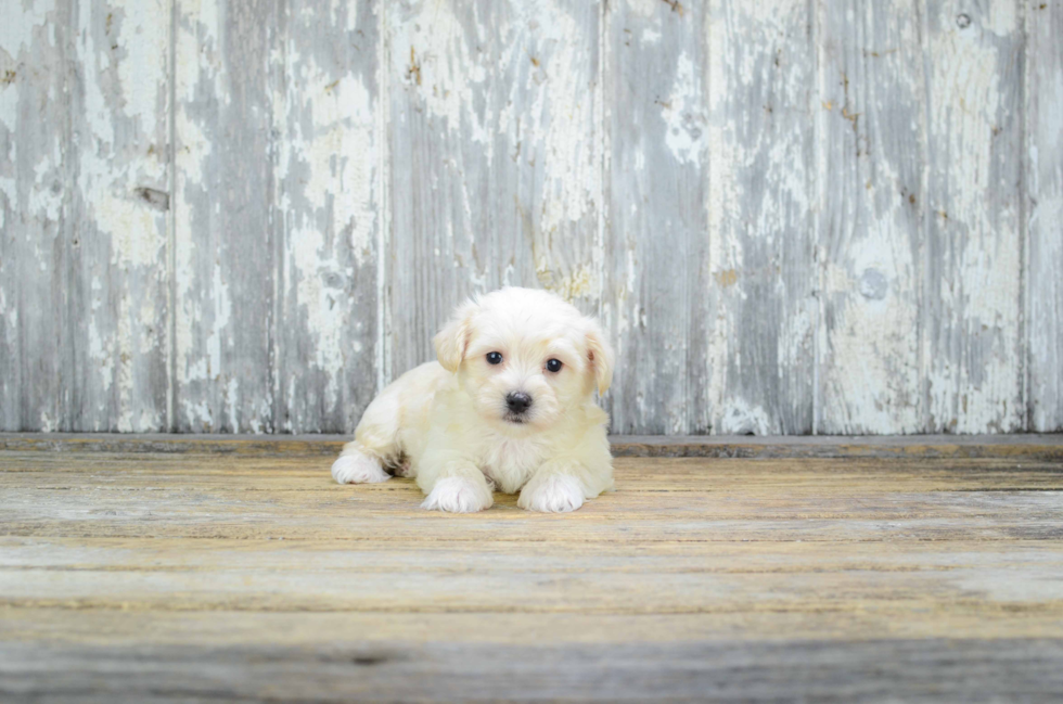 Best Havanese Baby