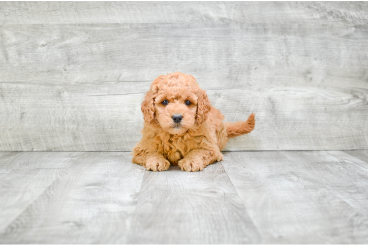 Little Golden Retriever Poodle Mix Puppy