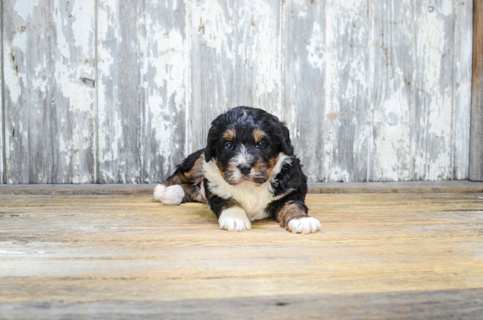 Mini Bernedoodle Pup Being Cute