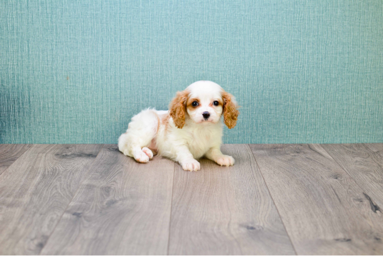 Happy Cavachon Baby