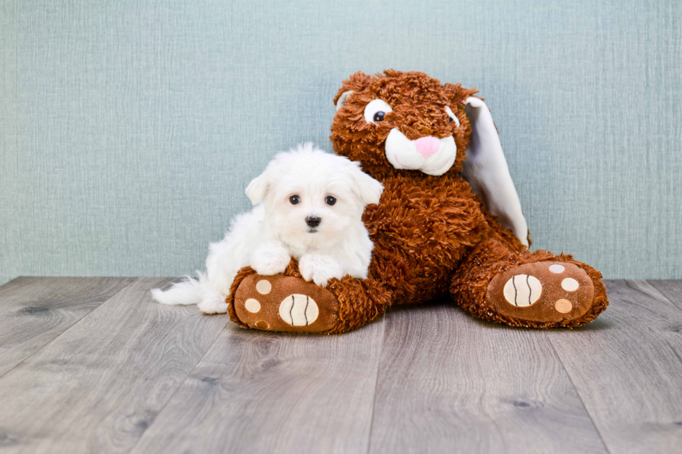 Happy Maltese Purebred Puppy