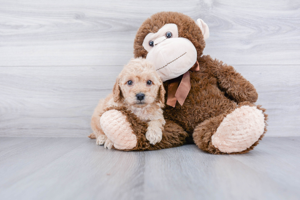 Mini Goldendoodle Puppy for Adoption