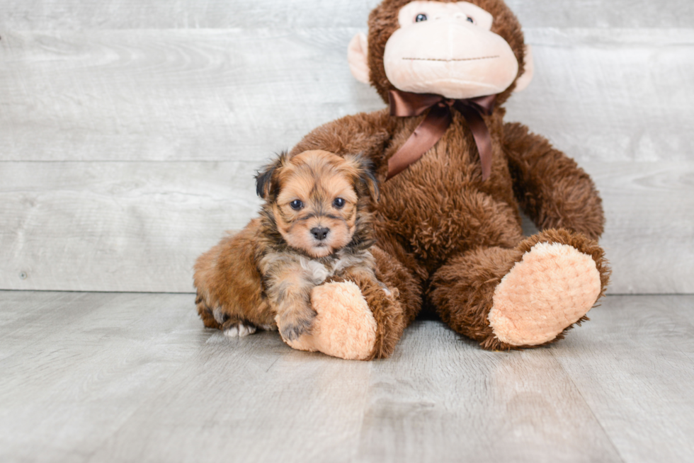 Morkie Pup Being Cute