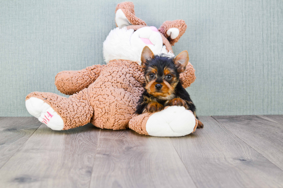 Meet Snickers - our Yorkshire Terrier Puppy Photo 