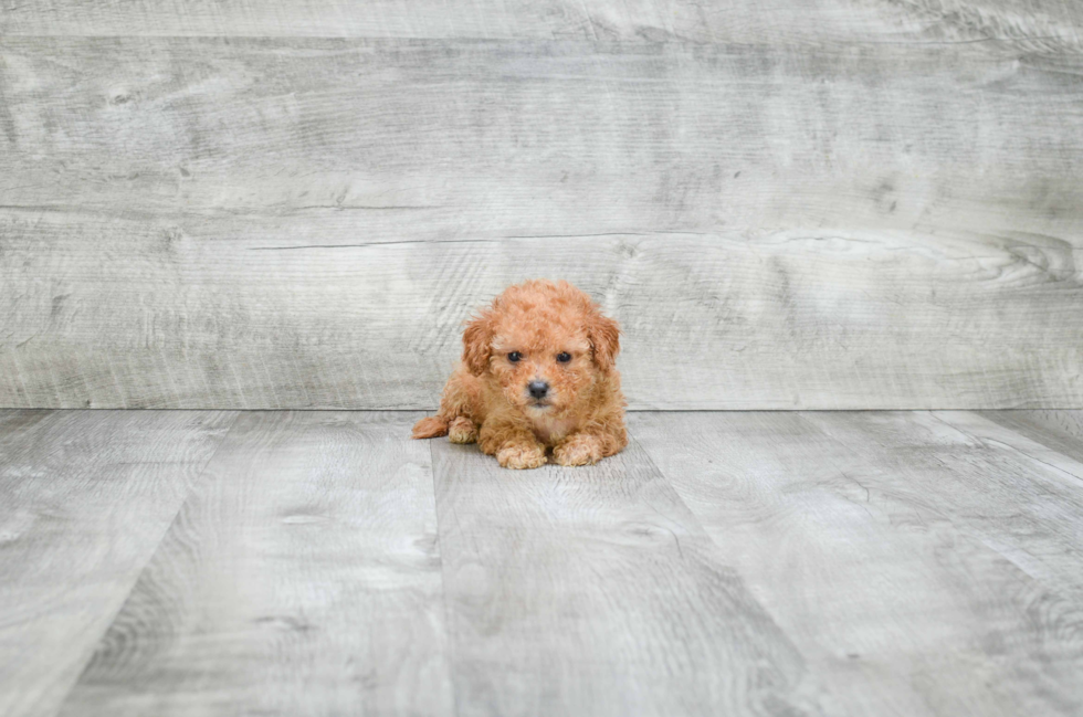 Cavapoo Puppy for Adoption