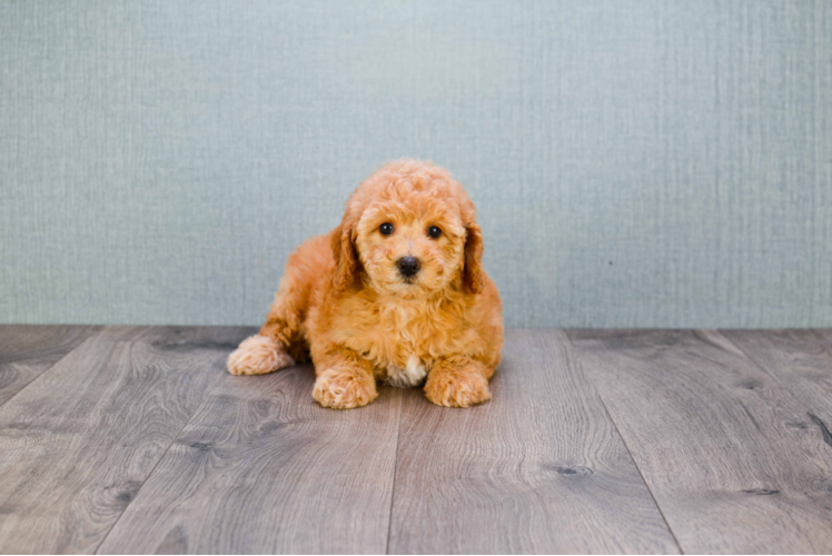 Mini Goldendoodle Puppy for Adoption