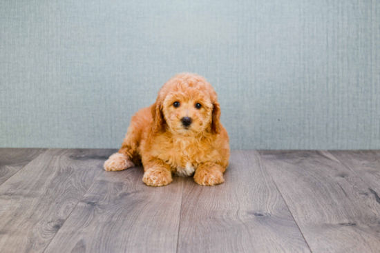 Mini Goldendoodle Puppy for Adoption