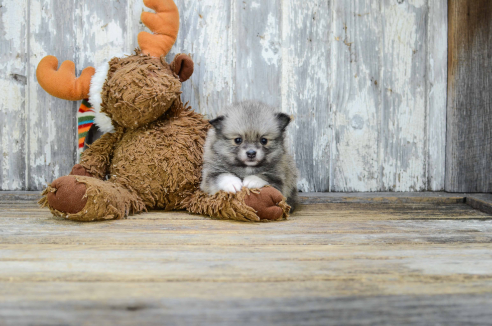 Akc Registered Pomeranian Purebred Pup