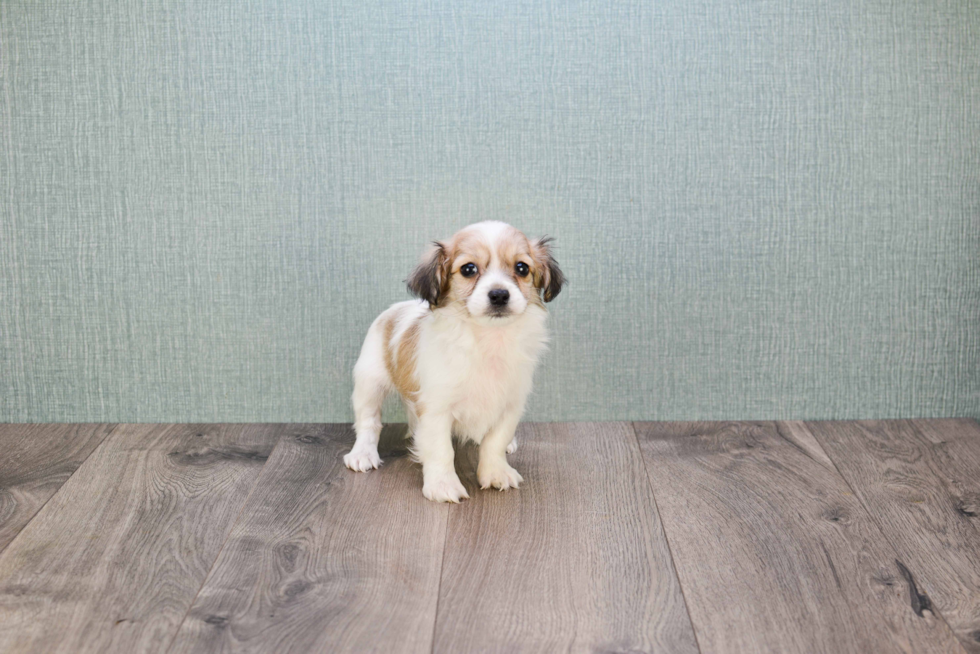 Funny Havanese Purebred Pup