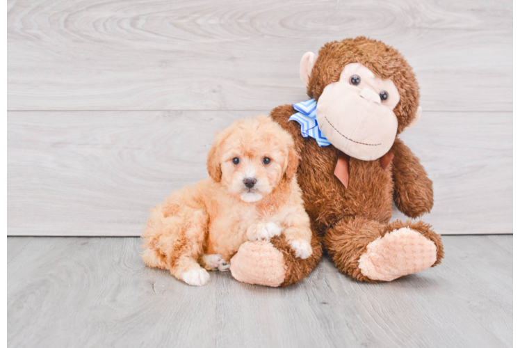 Small Mini Goldendoodle Baby