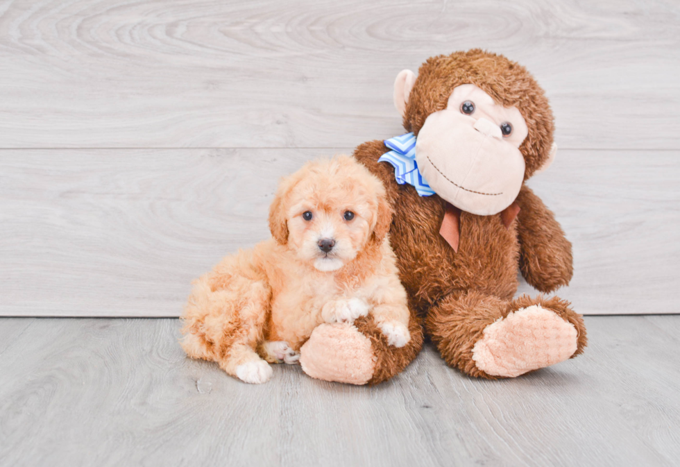 Small Mini Goldendoodle Baby