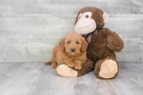 Adorable Golden Retriever Poodle Mix Puppy