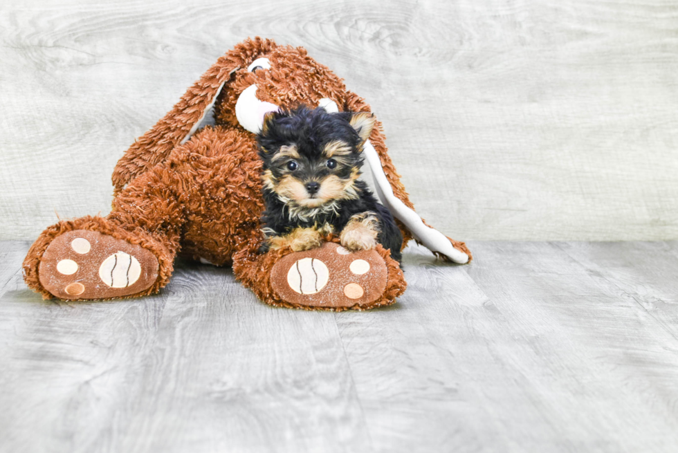 Morkie Pup Being Cute