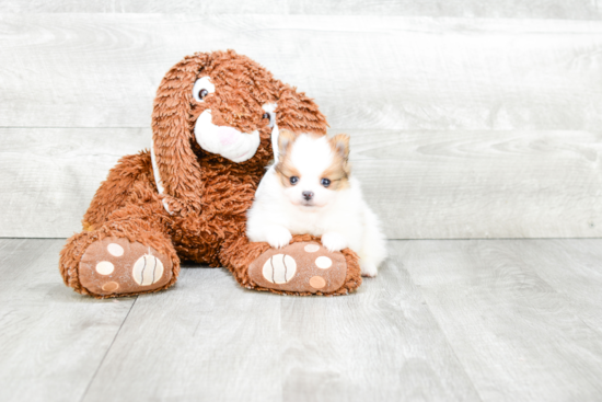 Happy Pomeranian Purebred Puppy