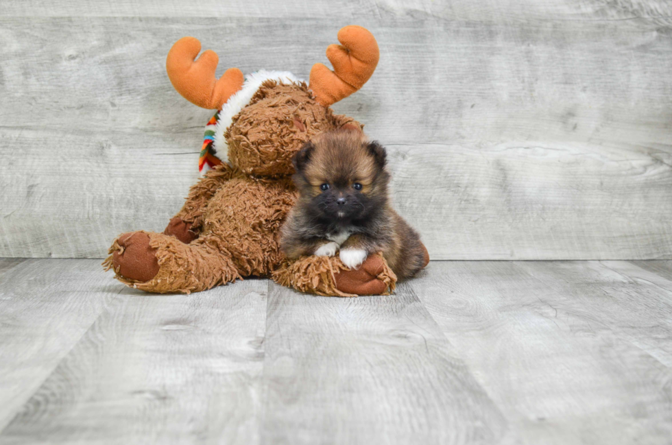 Happy Pomeranian Purebred Puppy