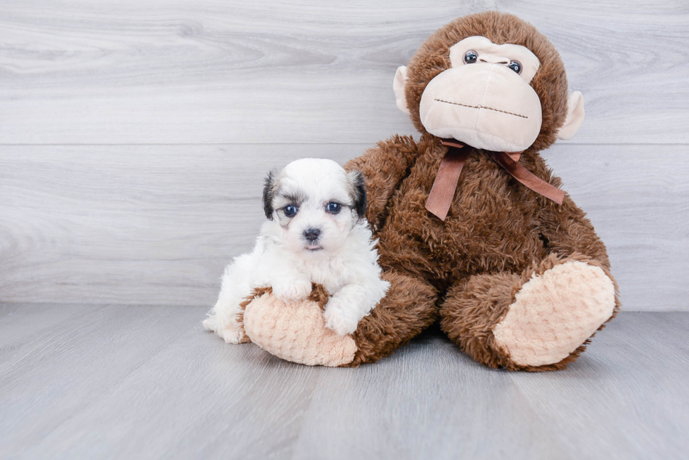 Teddy Bear Pup Being Cute